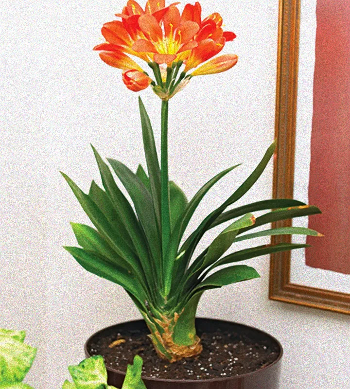 Widerstandsfähiger Strauch mit Blüten