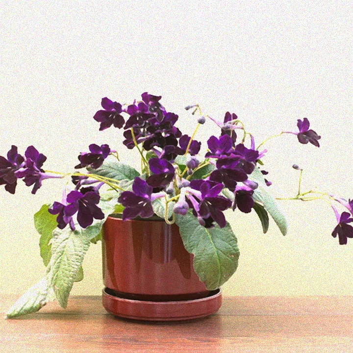 Pflegeleichter Strauch mit Blüten