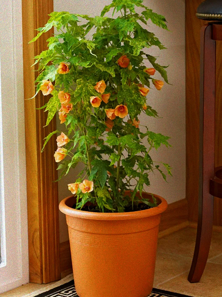 Schöner blühender Strauch im Garten