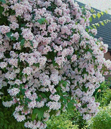 Blühender Strauch mit wenig Pflege