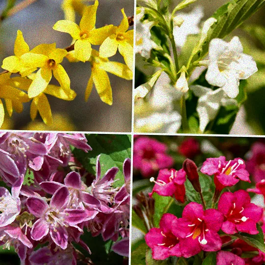 pflegeleichte blühende sträucher