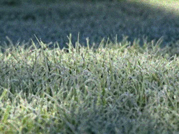 Winterliche Rasenpflege mit Dünger