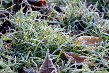 Rasen bei Frost düngen