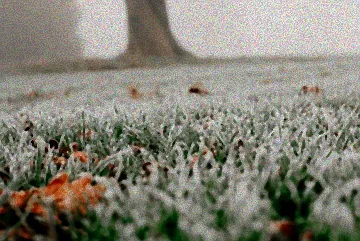 Rasenpflege im Winter