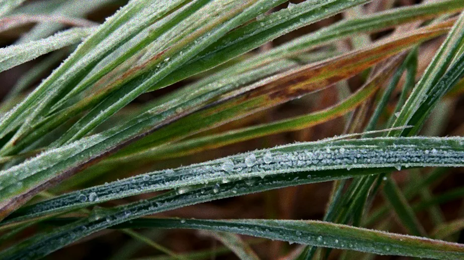 Dünger auf winterlichem Rasen