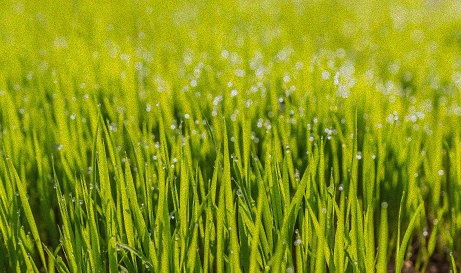 Rasenversorgung bei Frost