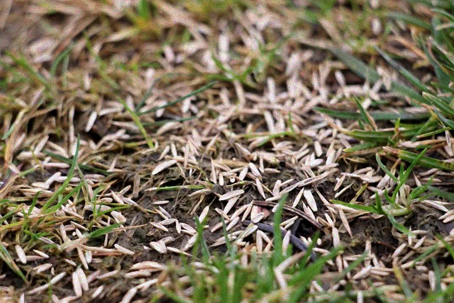 rasen düngen trotz frost