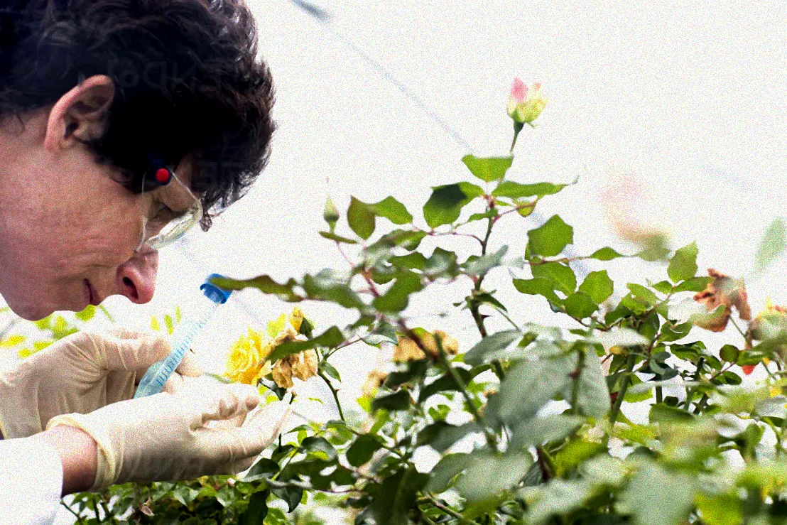 Pflege von Rosen im Winter