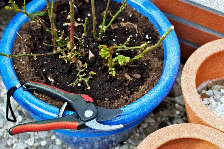 Rosenpflege im Gewächshaus