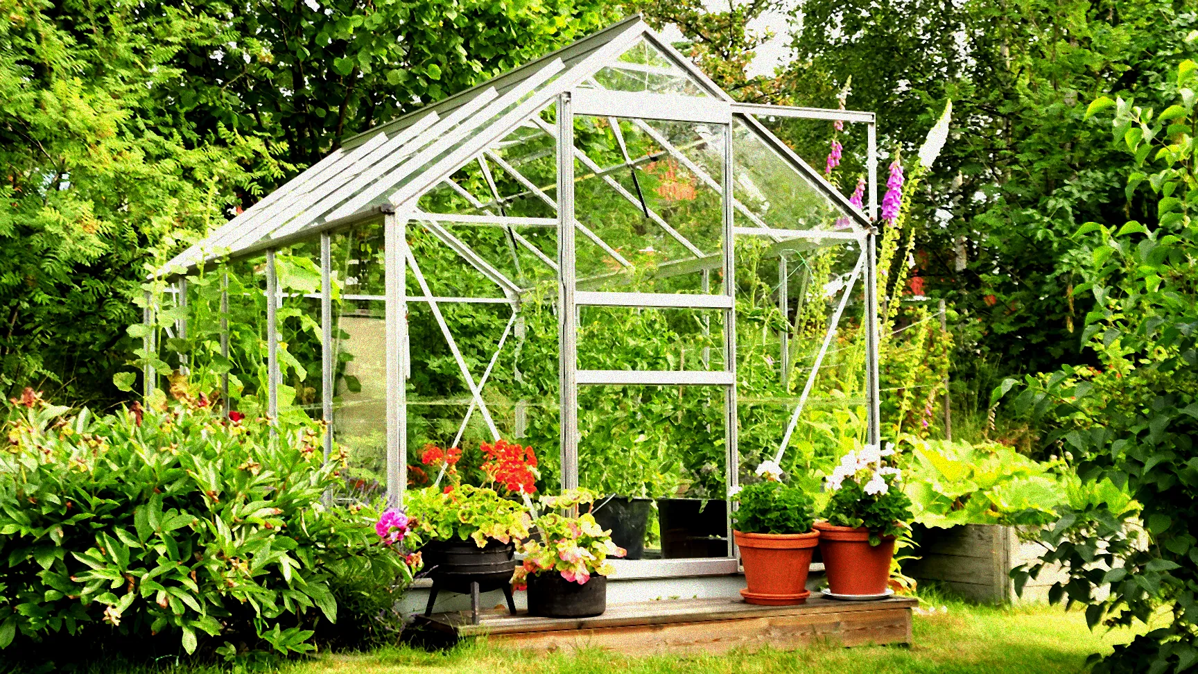 Rosen im Winter züchten