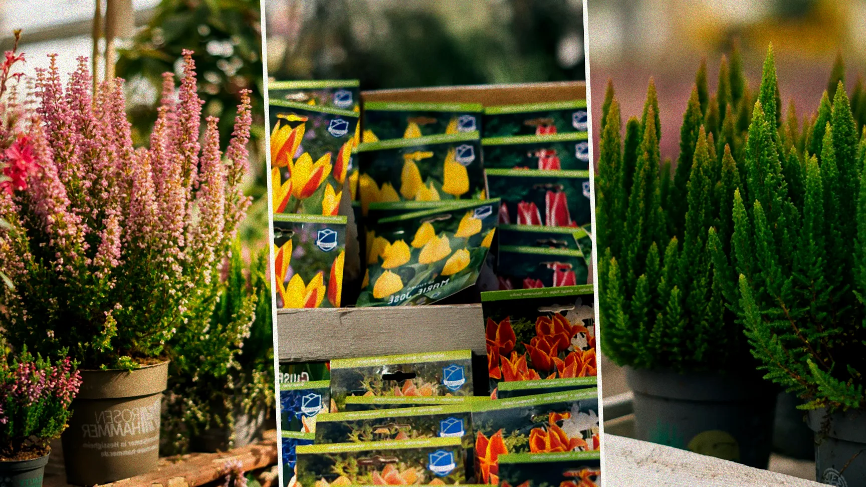 rosen im gewächshaus überwintern