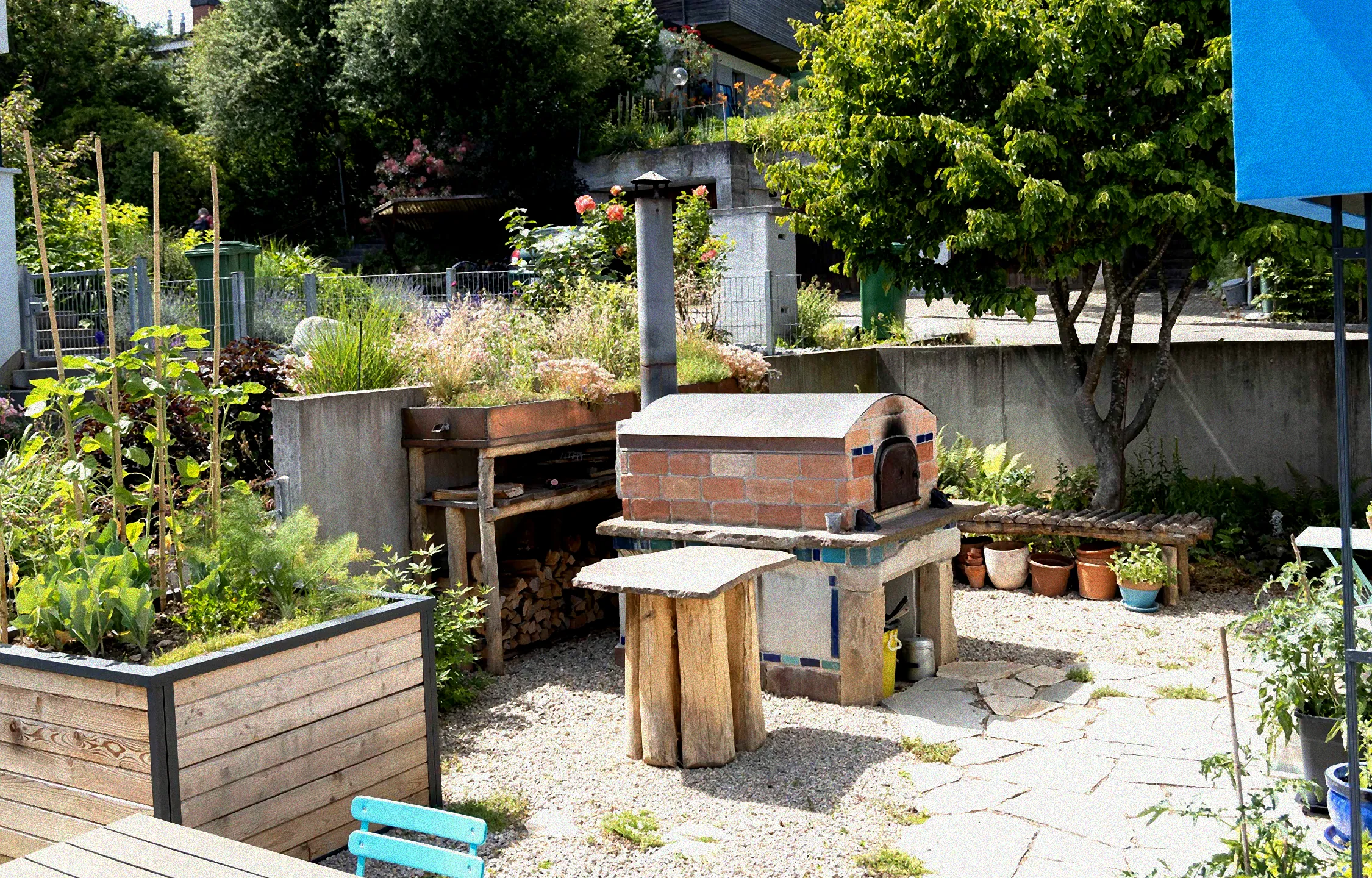 Bekämpfung von Rüsselkäfern an Kirschlorbeer