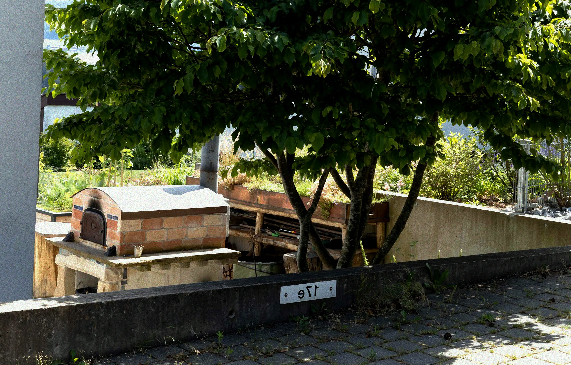 Schäden an Kirschlorbeer durch Rüsselkäfer