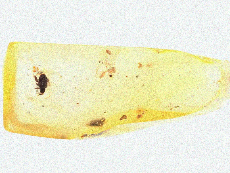 Natürliche Bekämpfung von Rüsselkäfern