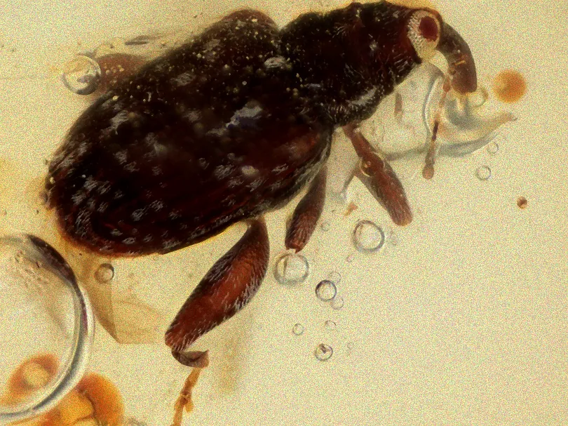 Lebenszyklus des Rüsselkäfers