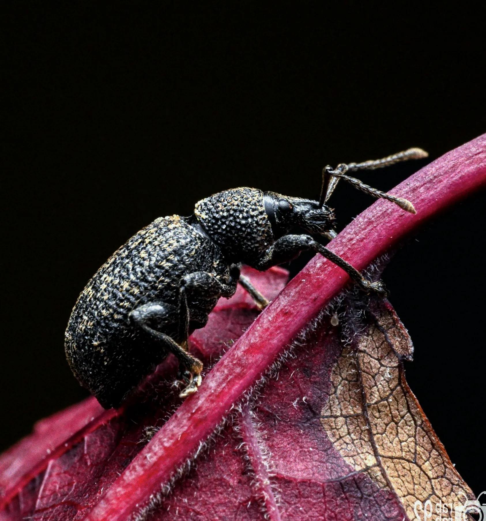 Vorbeugung gegen Rüsselkäfer an Kirschlorbeer