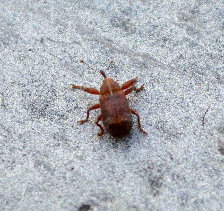 Rüsselkäfer auf Kirschlorbeer erkennen