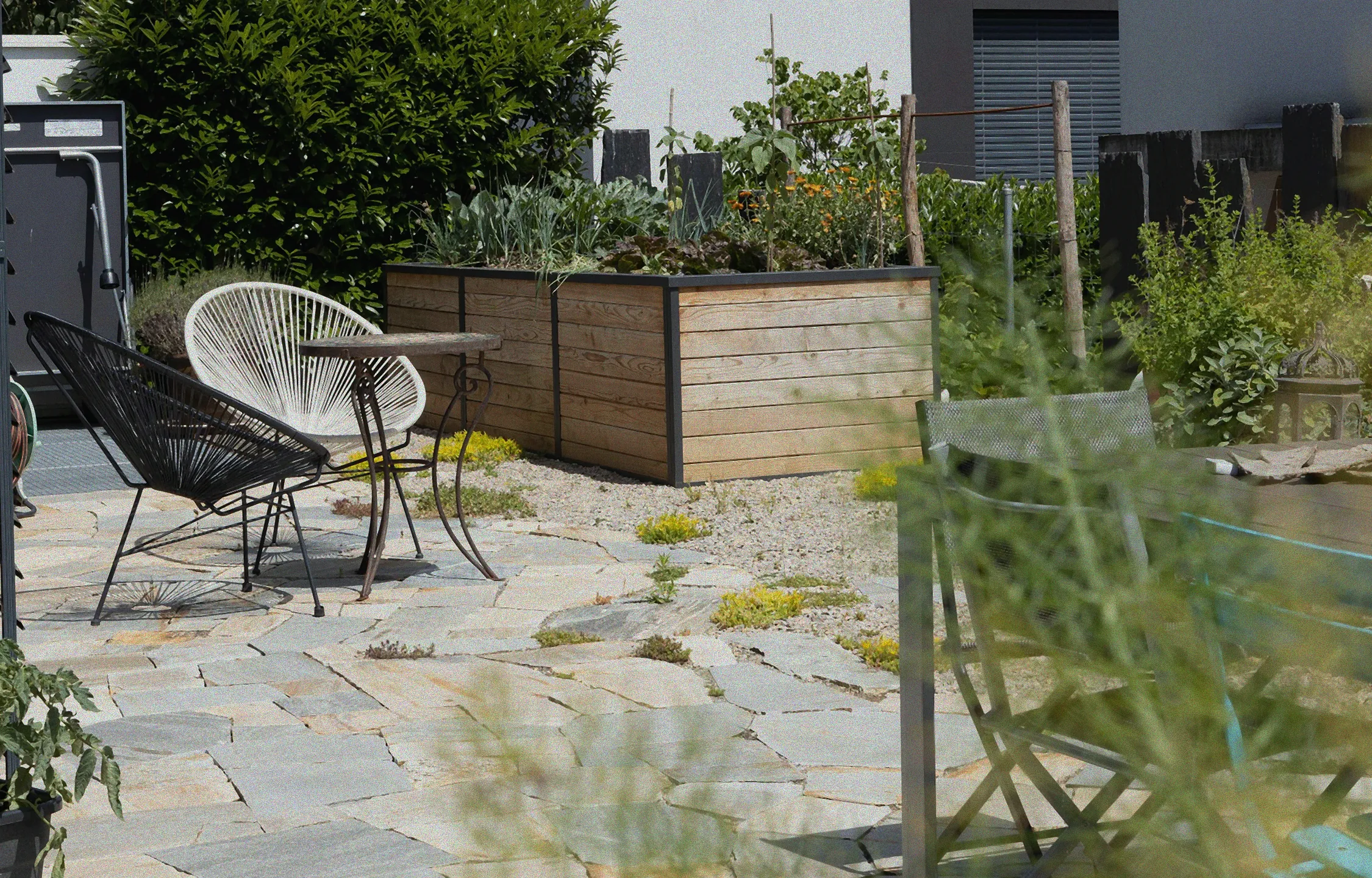 rüsselkäfer kirschlorbeer