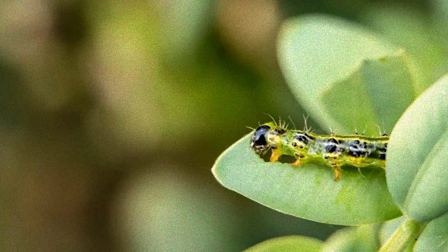 Blattläuse auf Pflanzenblatt