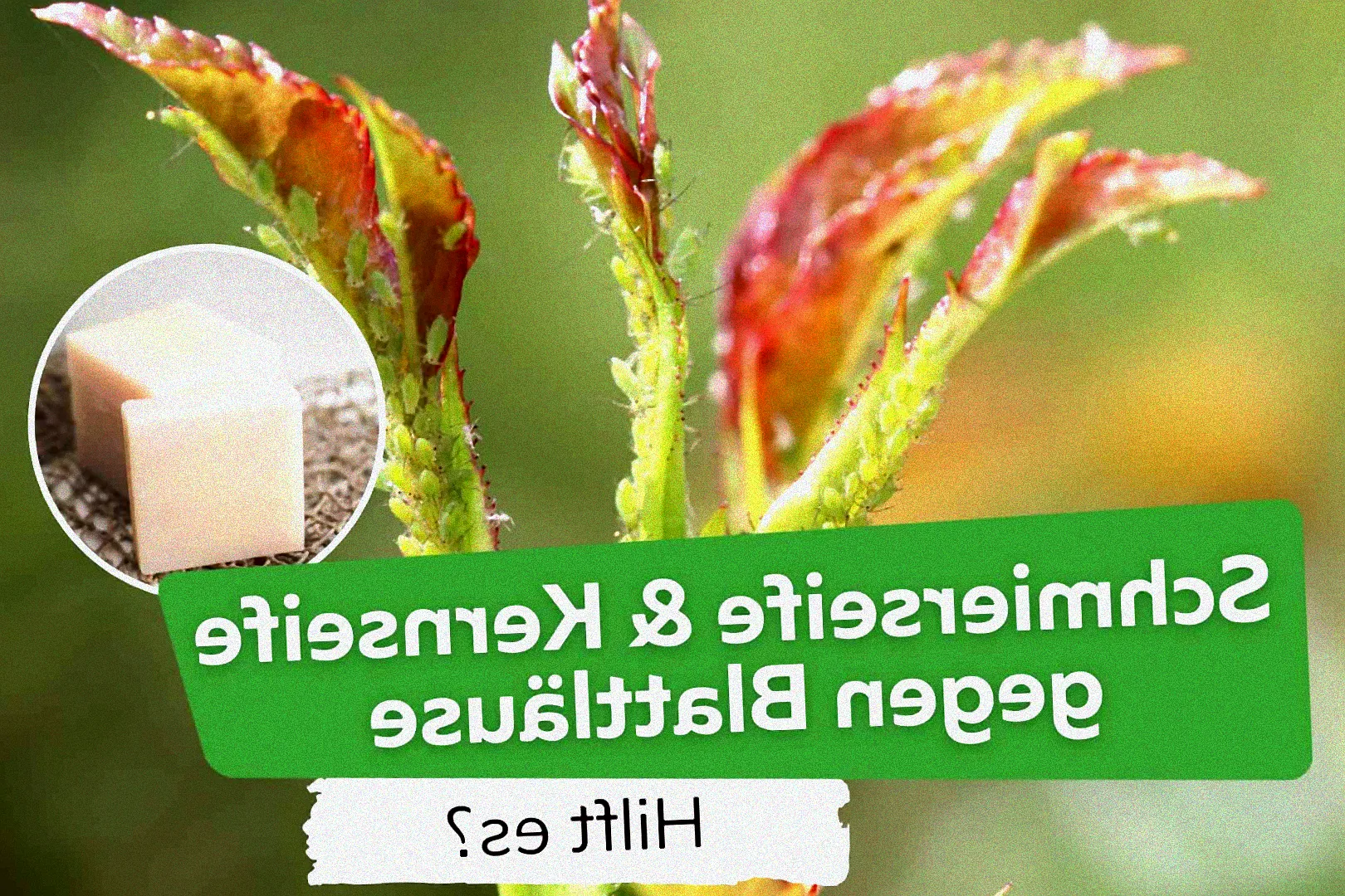 Gesunde Pflanzen im Garten