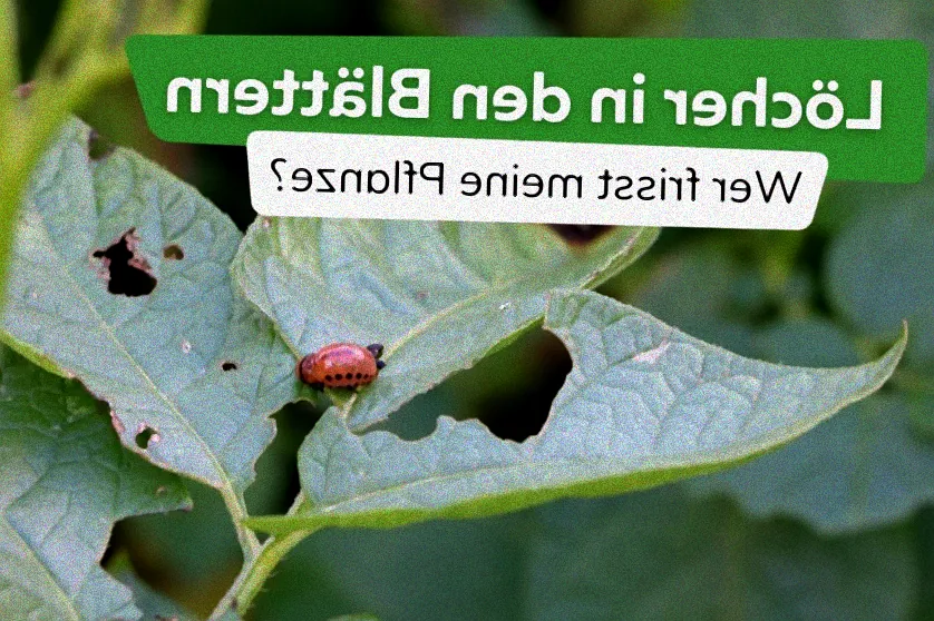 Gartenarbeit mit Schmierseife