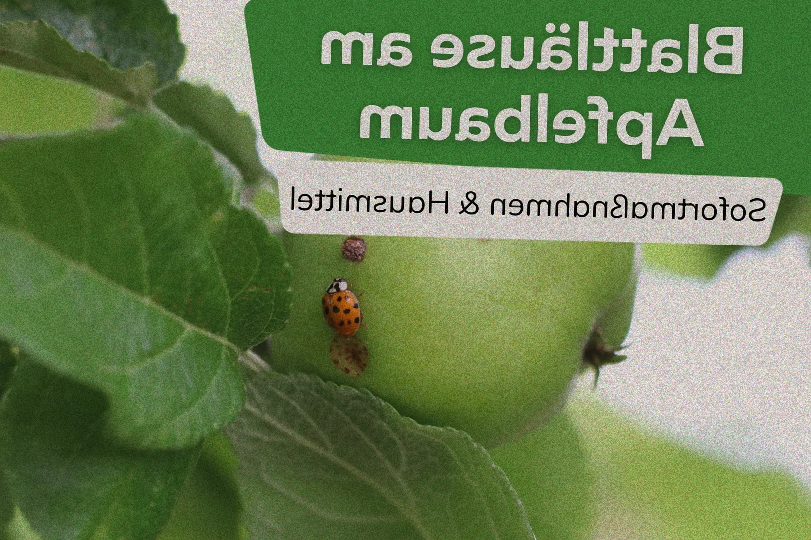 Schmierseife Lösung in Sprühflasche