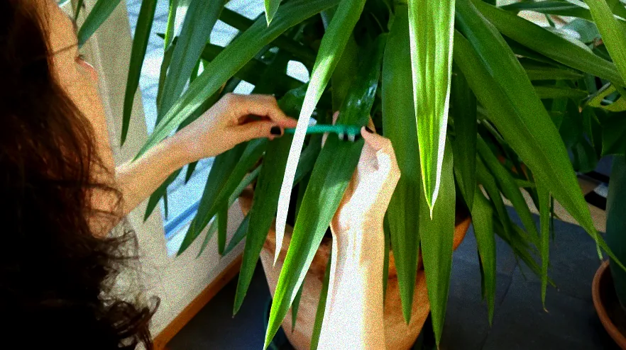 Gartenpflanzen ohne Schädlinge