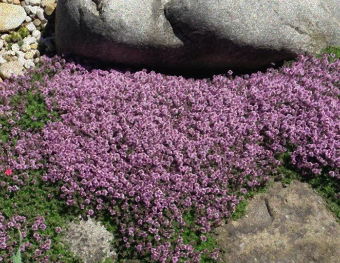 Immergrüne Kletterpflanzen an einer Hauswand.