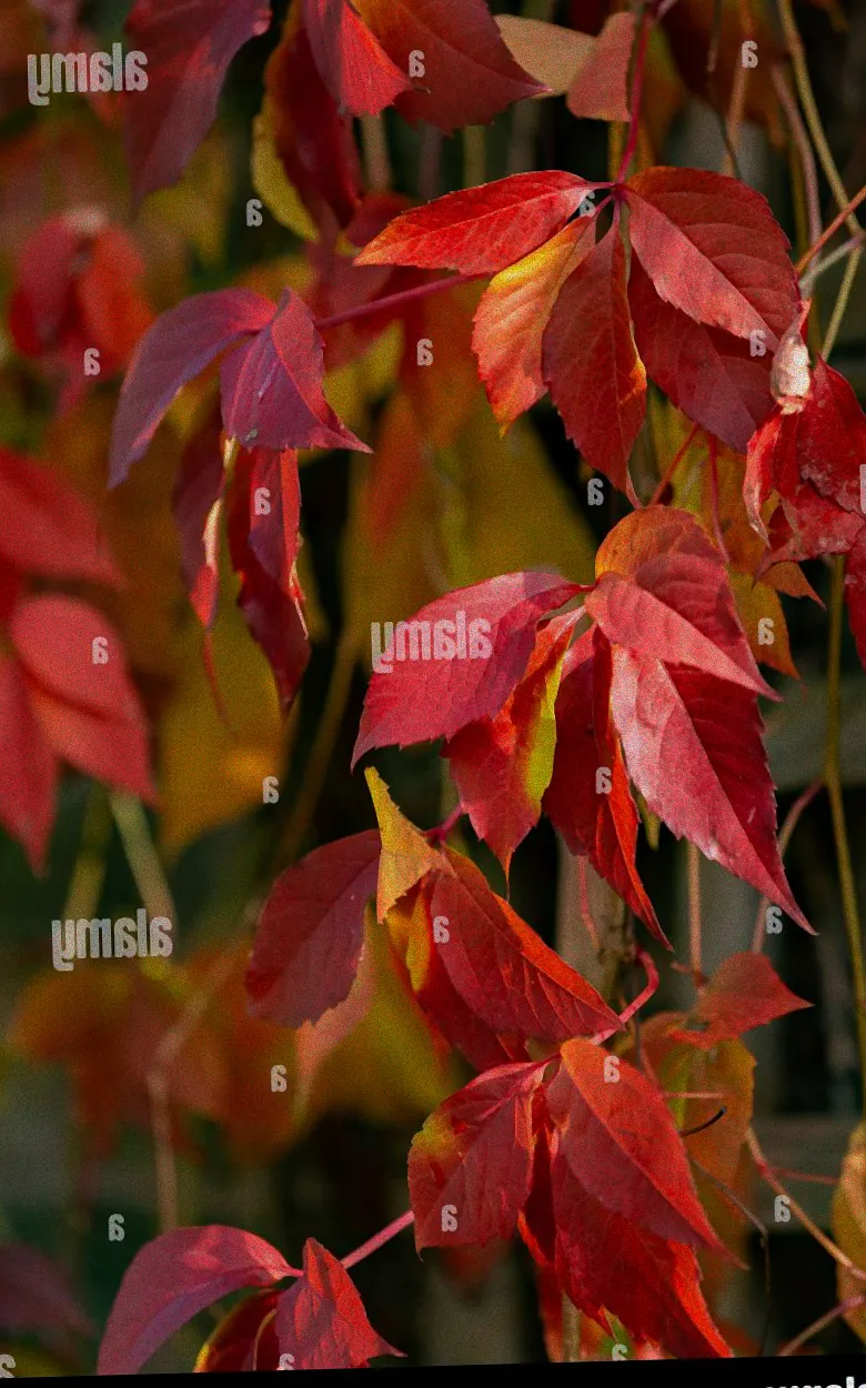 Dichte Kletterpflanzen an einem Gitter.