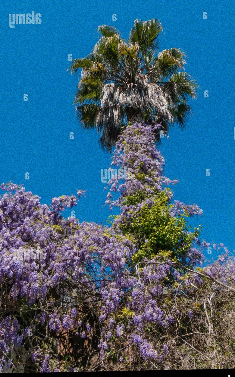 Kletterpflanzen mit grünen Blättern im Winter.