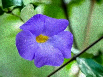 Rankpflanzen an einer Steinmauer.