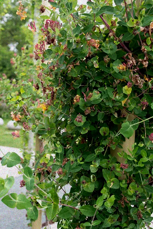 Kletterpflanzen an einer Holzpergola.