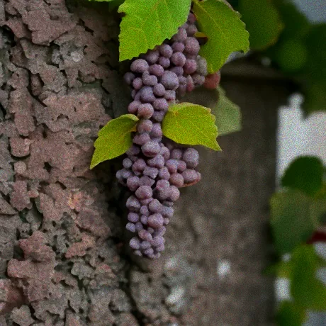 schnell wachsende kletterpflanze winterhart