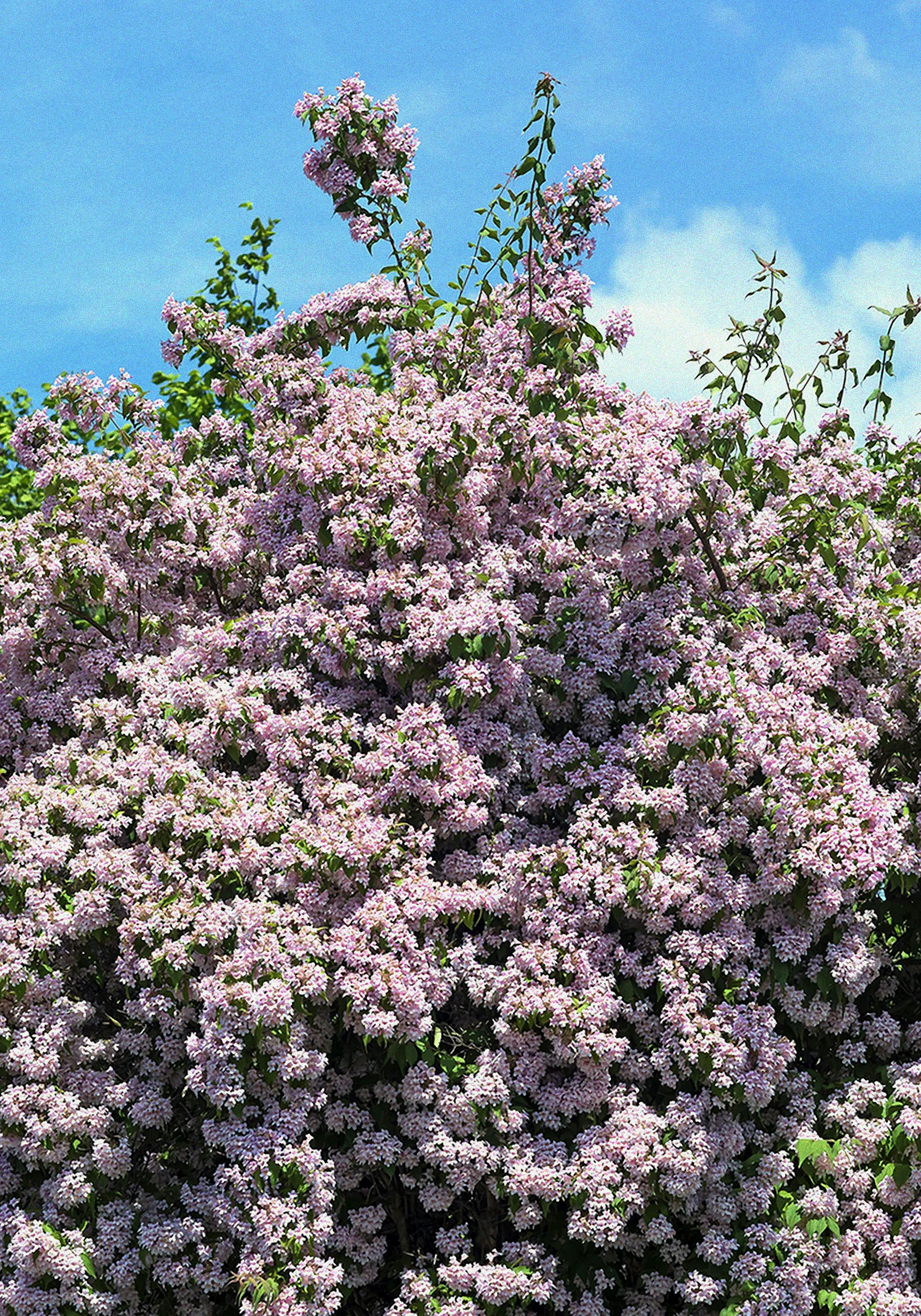 Schnellwachsende immergrüne Pflanzen