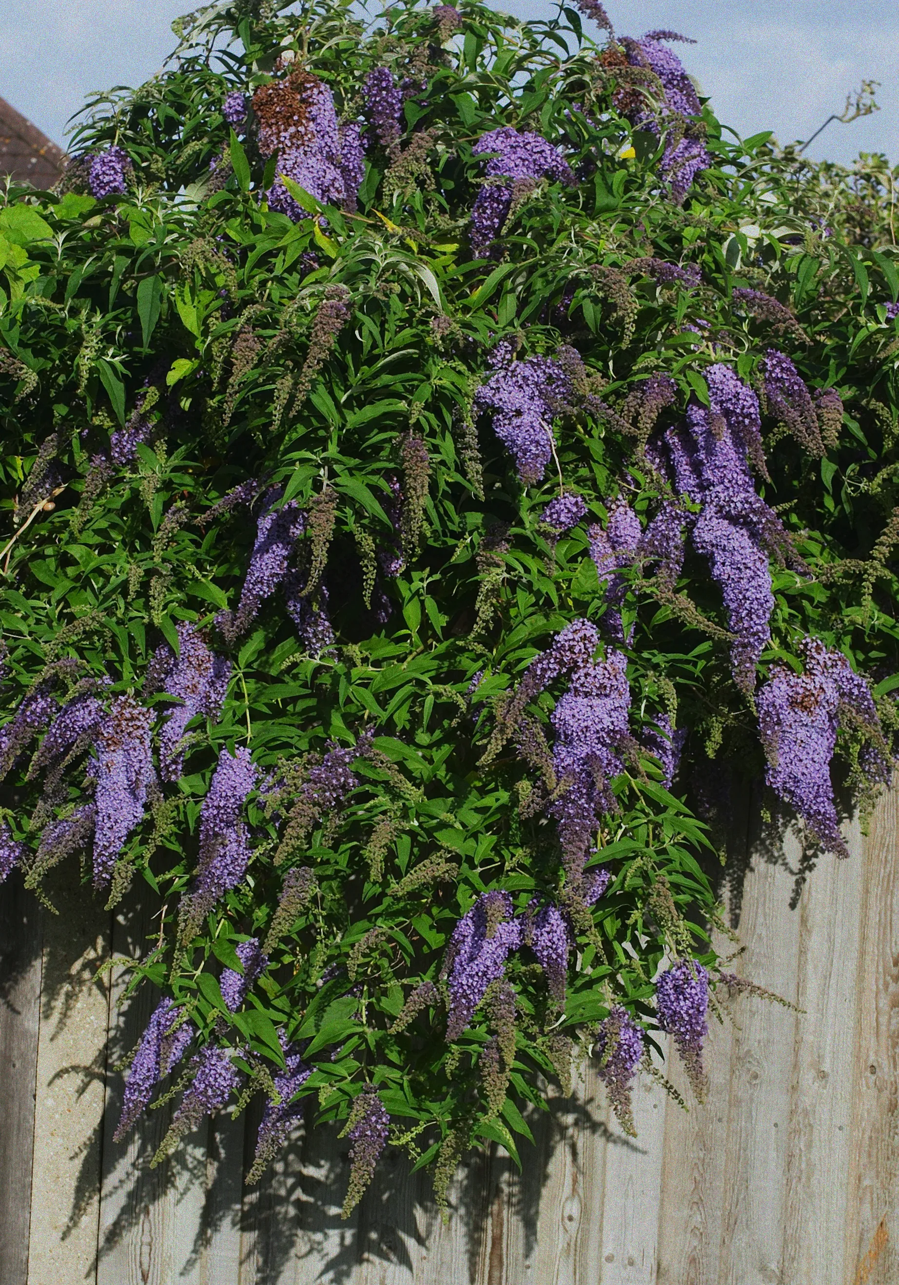 Immergrüne Hecken als Sichtschutz
