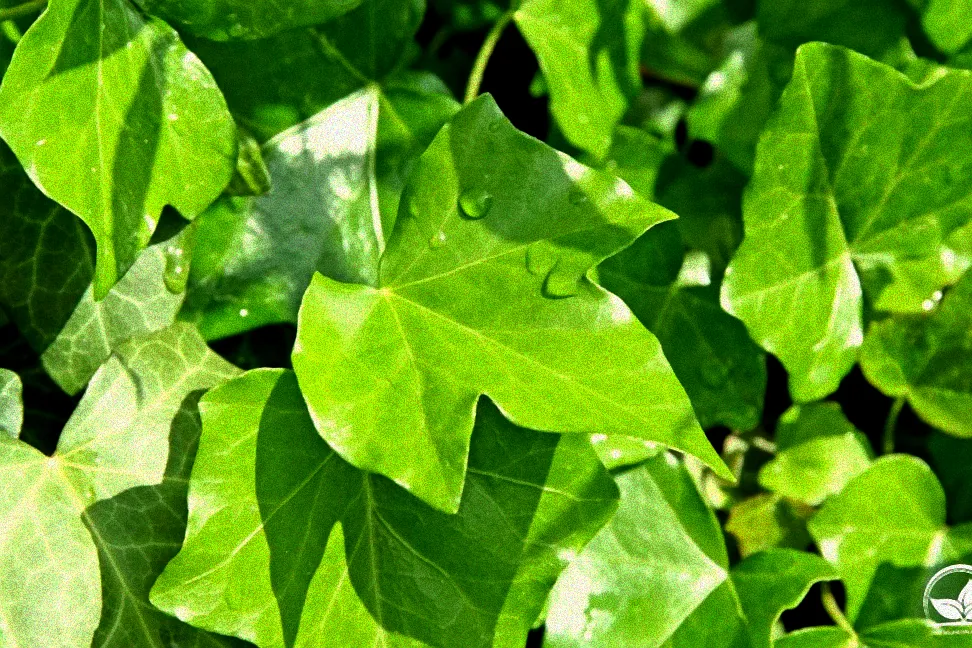 Immergrüne Pflanzen als Sichtschutz