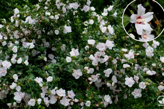 Schnellwachsende immergrüne Hecken