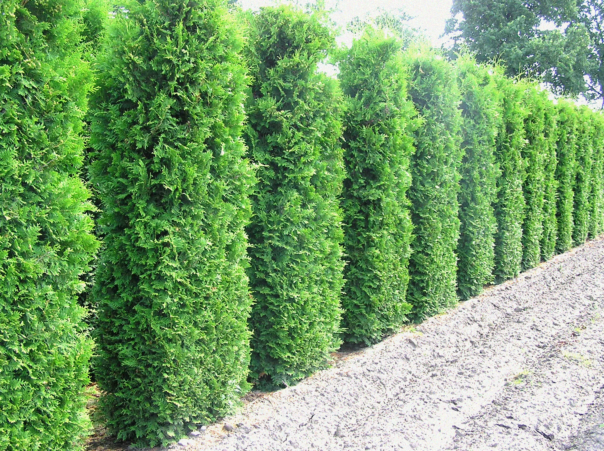 schnell wachsender sichtschutz immergrün