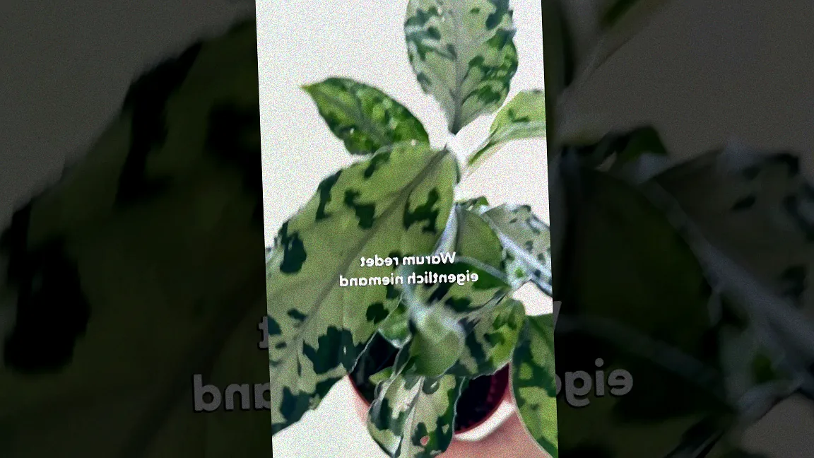 Pflanzen auf einem Fensterbrett