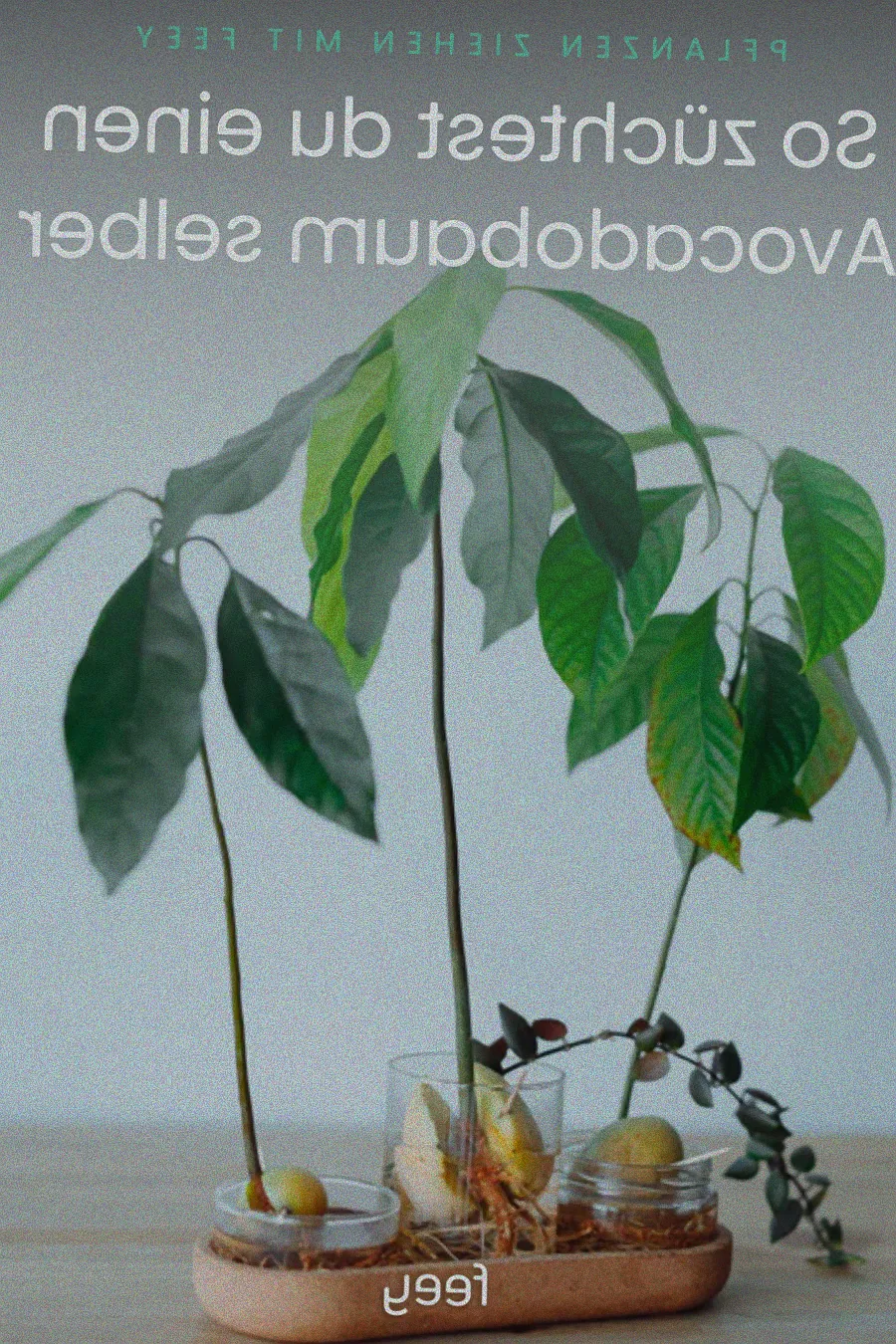 Grüne Blätter einer Zimmerpflanze