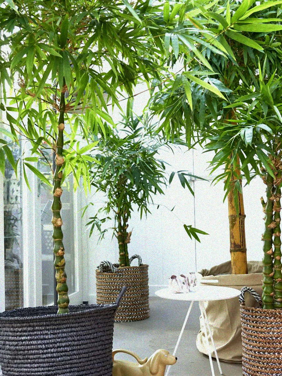 Moderne Pflanzen in Designertöpfen