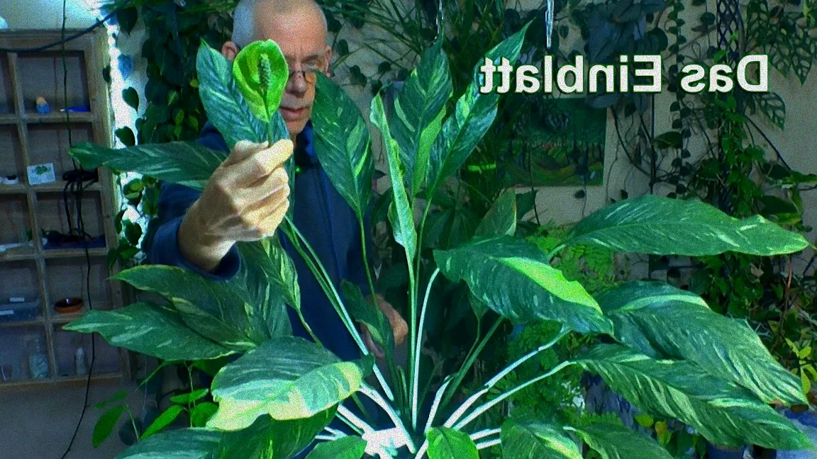 schönste zimmerpflanze