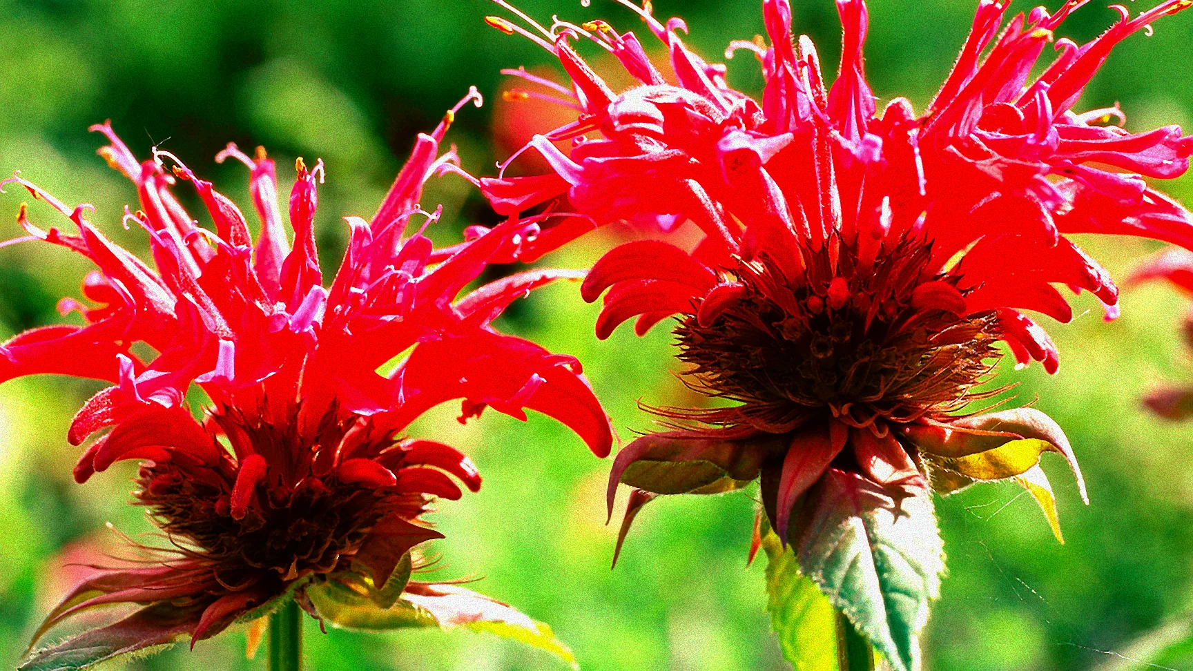 Winterharte Stauden im Sonnenschein