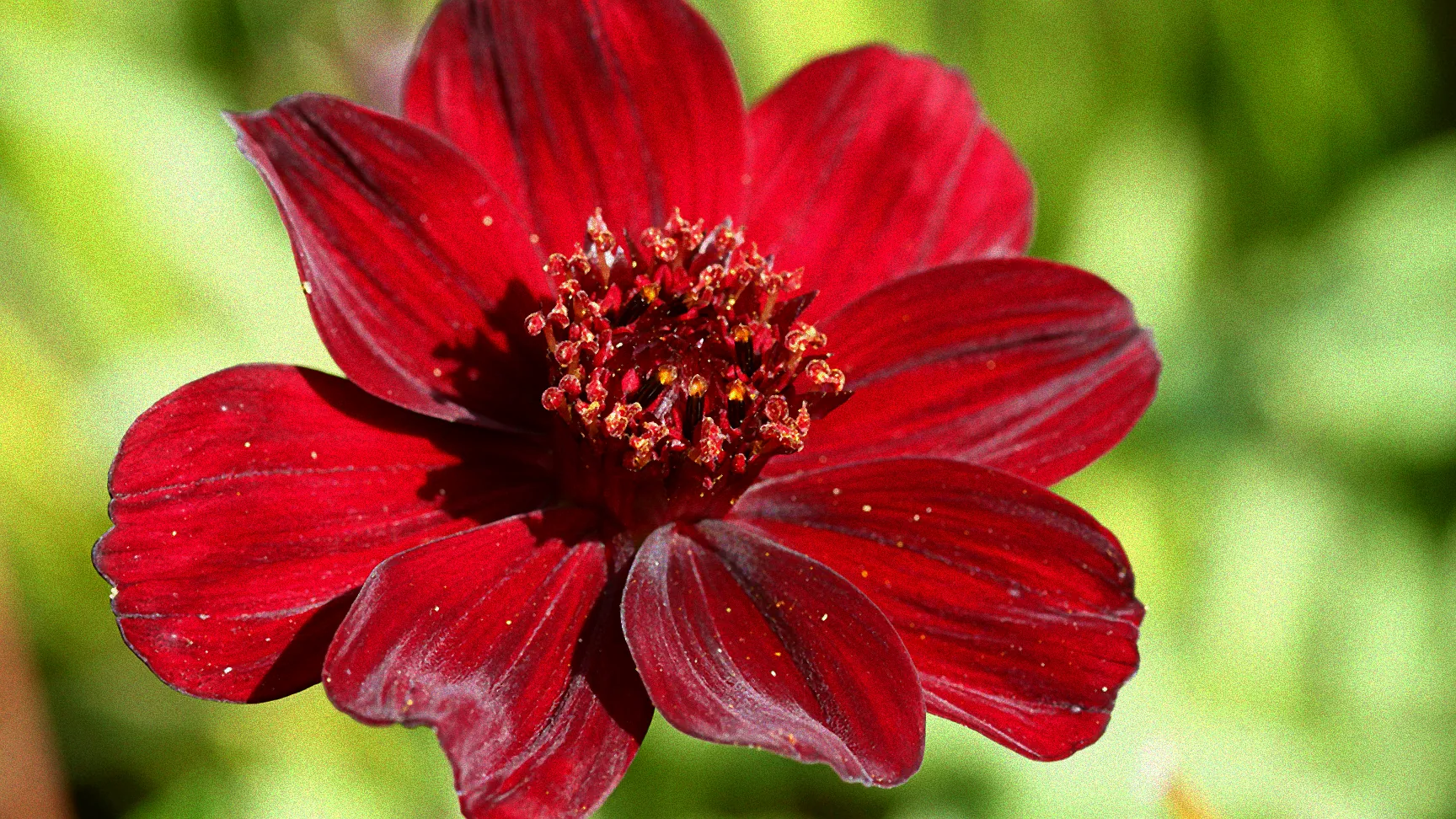 Pflanzen in sonniger Umgebung