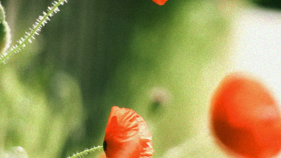 Winterfeste Stauden im Garten