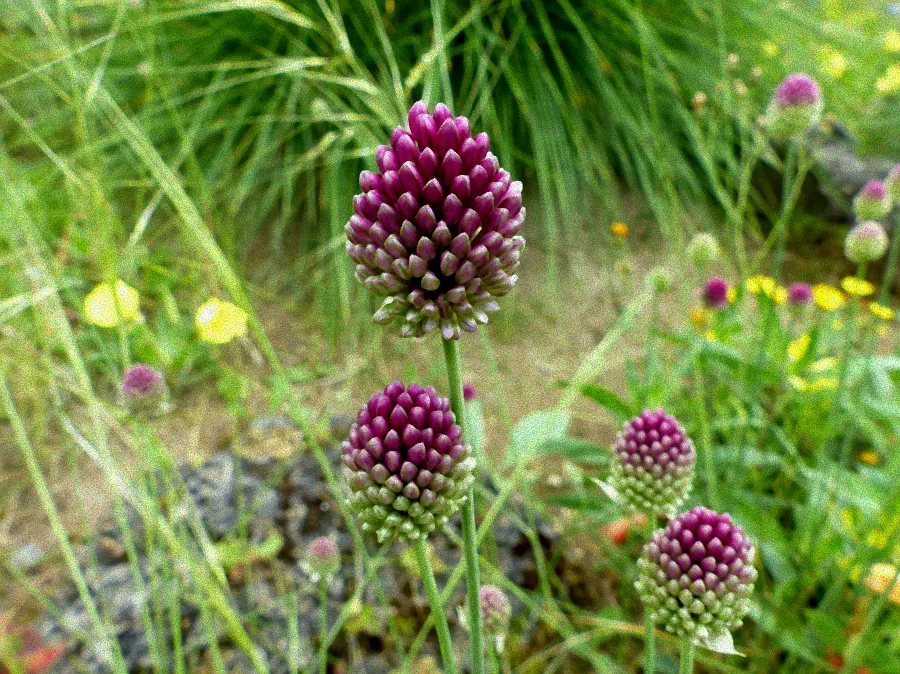 Blühende Pflanzen in der Sonne