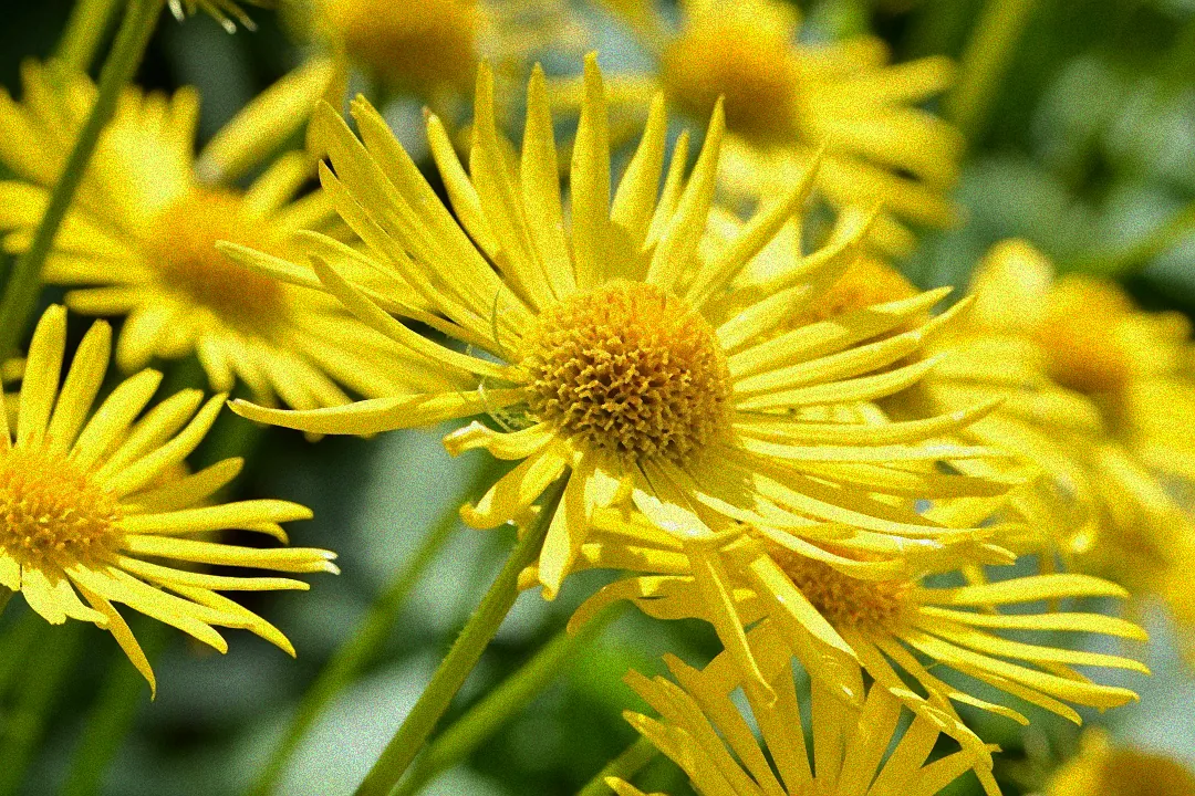 Stauden in sonniger Landschaft