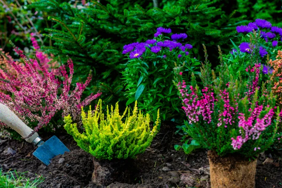 Frostresistente Stauden im Garten