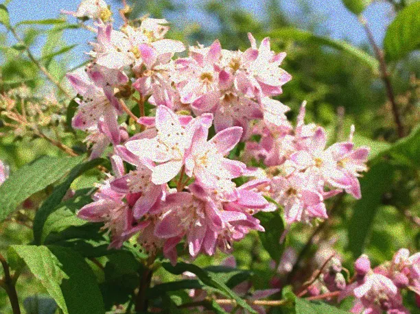 Schöne Sträucher mit Blüten