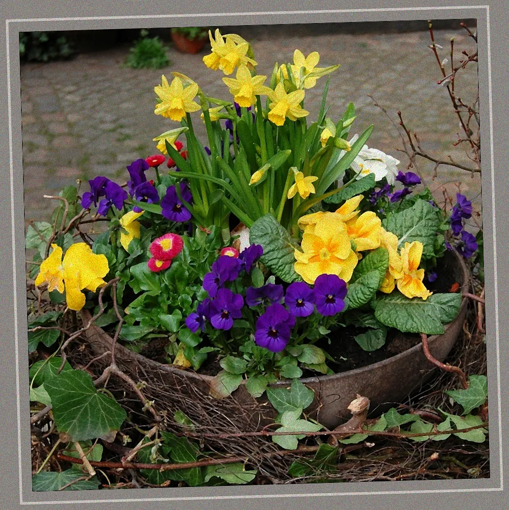 Kauf von frühblühenden Sträuchern